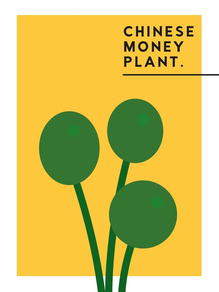 Chinese Money Plant