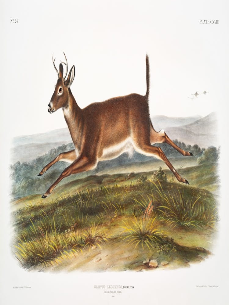 Cerf Mulet