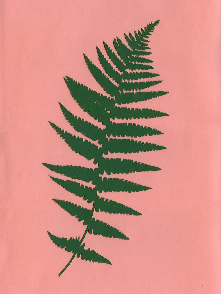 Fern