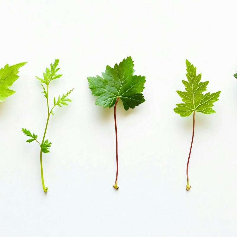 Row Of Leaves