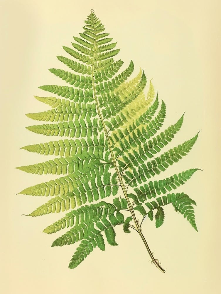 Vintage Illustration Maidenhair Fern 3