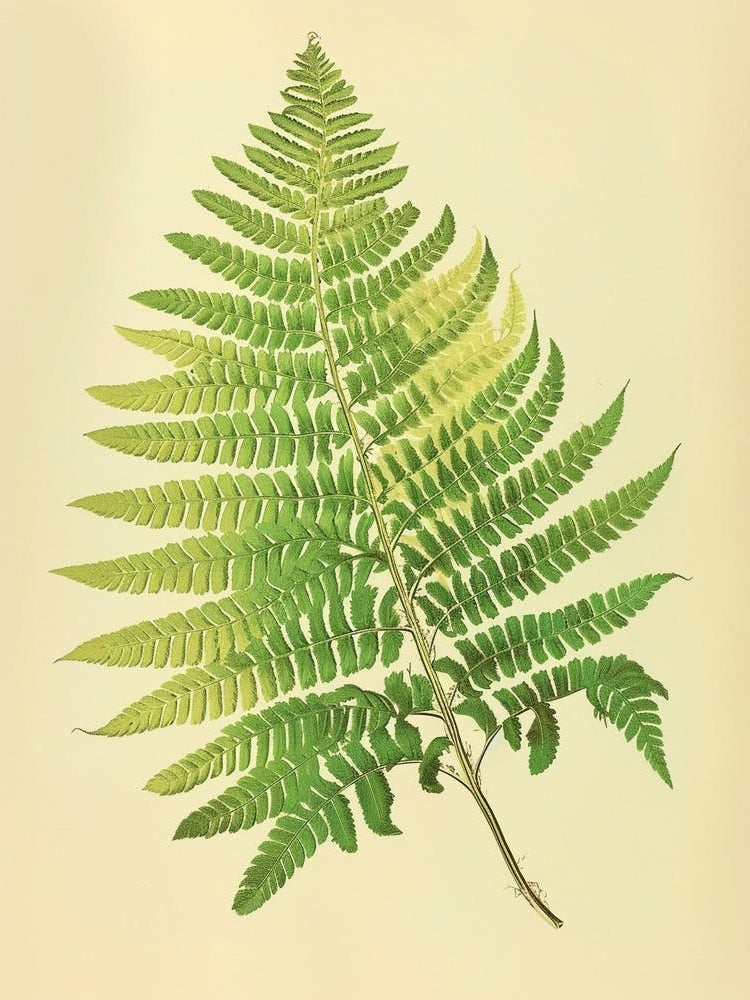 Vintage Illustration Maidenhair Fern 3