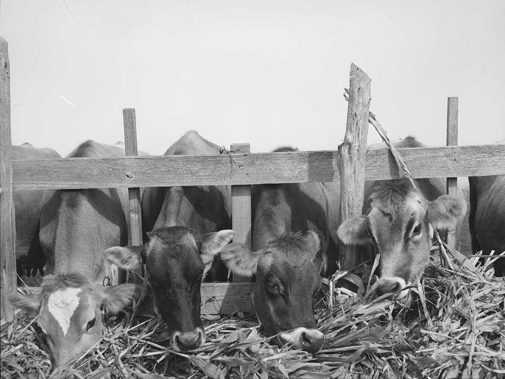 Cows Feeding At Dairy In Tom Green County, Texas By Russell Lee
