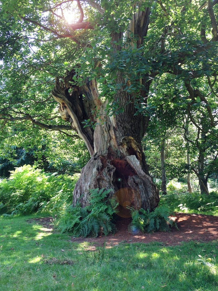 Arbre Dans La Forêt