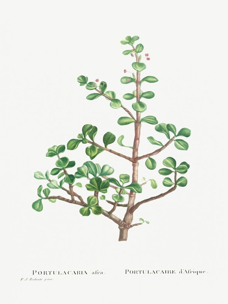 Portulacaria Afra, Pierre Joseph Redoute