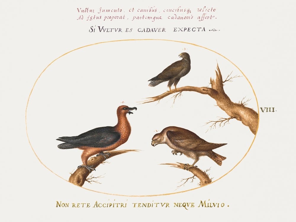 Bearded Vulture With Two Birds Of Prey (1575–1580), Joris Hoefnagel