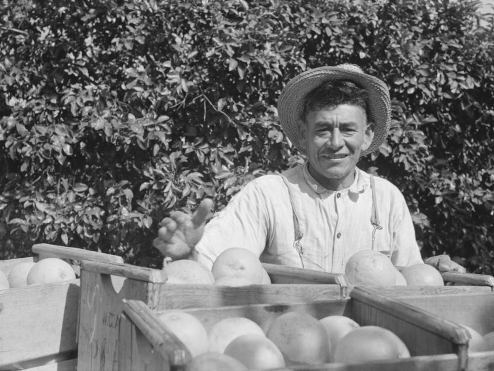 Mexican Grapefruit Worker Near Weslaco, Texas By Russell Lee