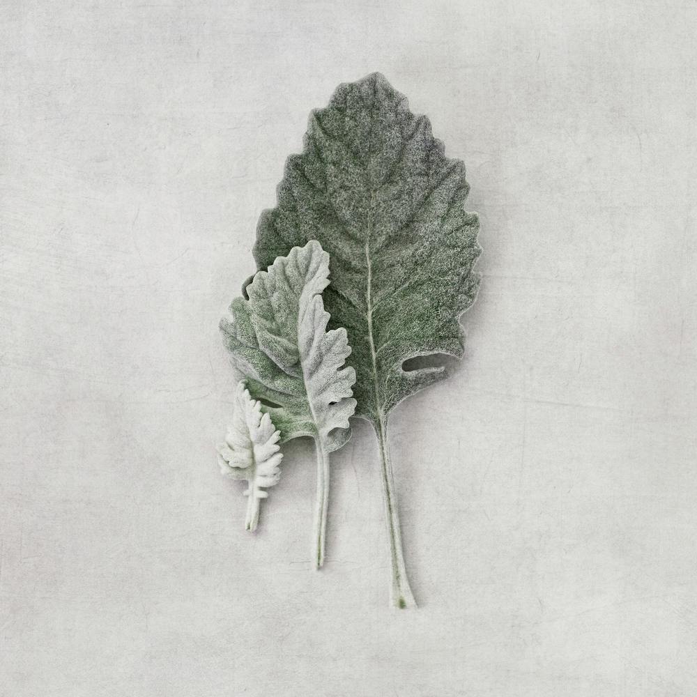 Minimalistic Muted Leaves Square