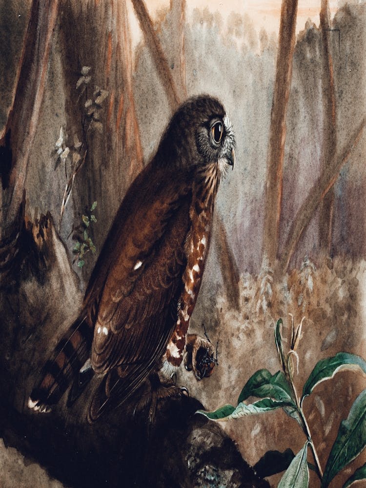 Owl Perched On A Branch