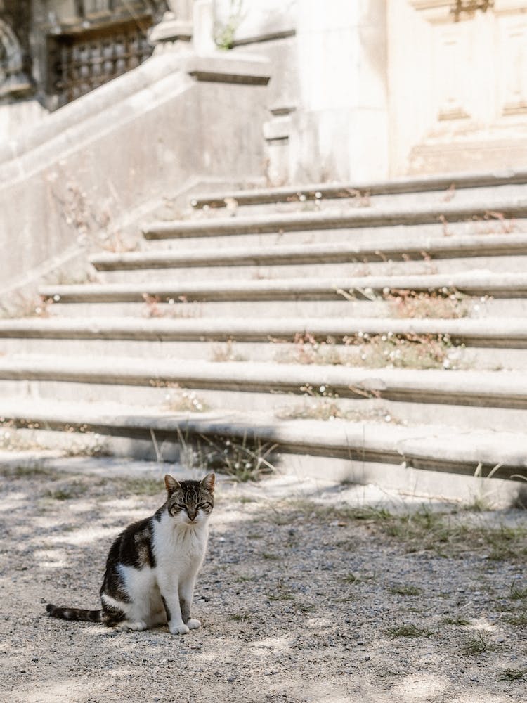 Cat Of The Mansion, Colour St Sebastian, Spain