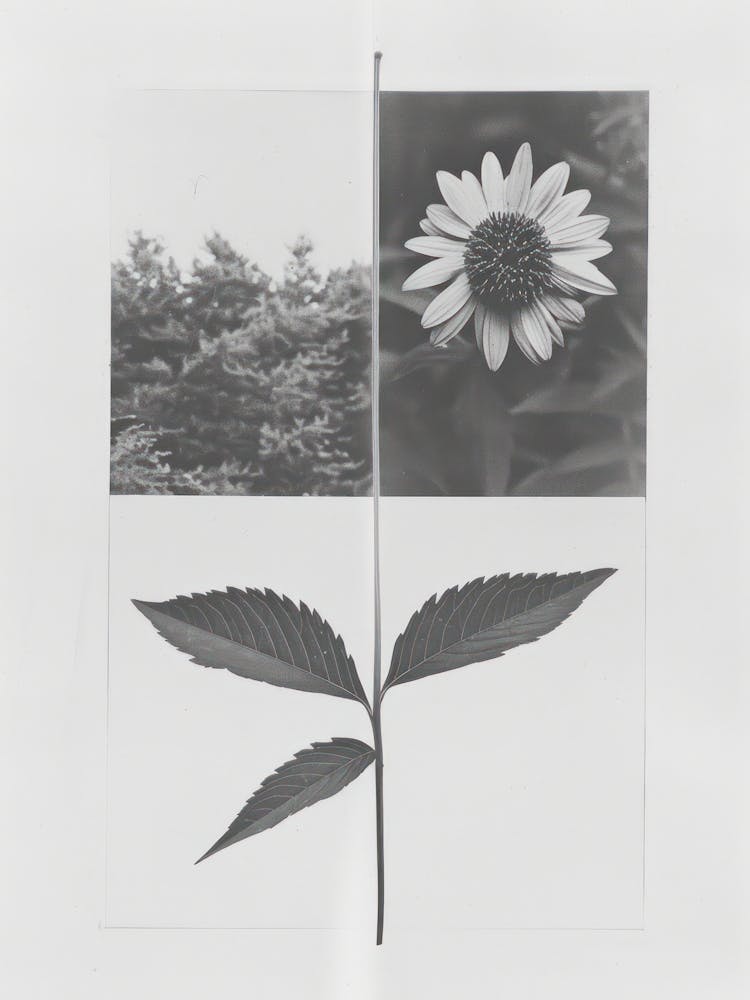 Ringelblumen-Fotocollage 1