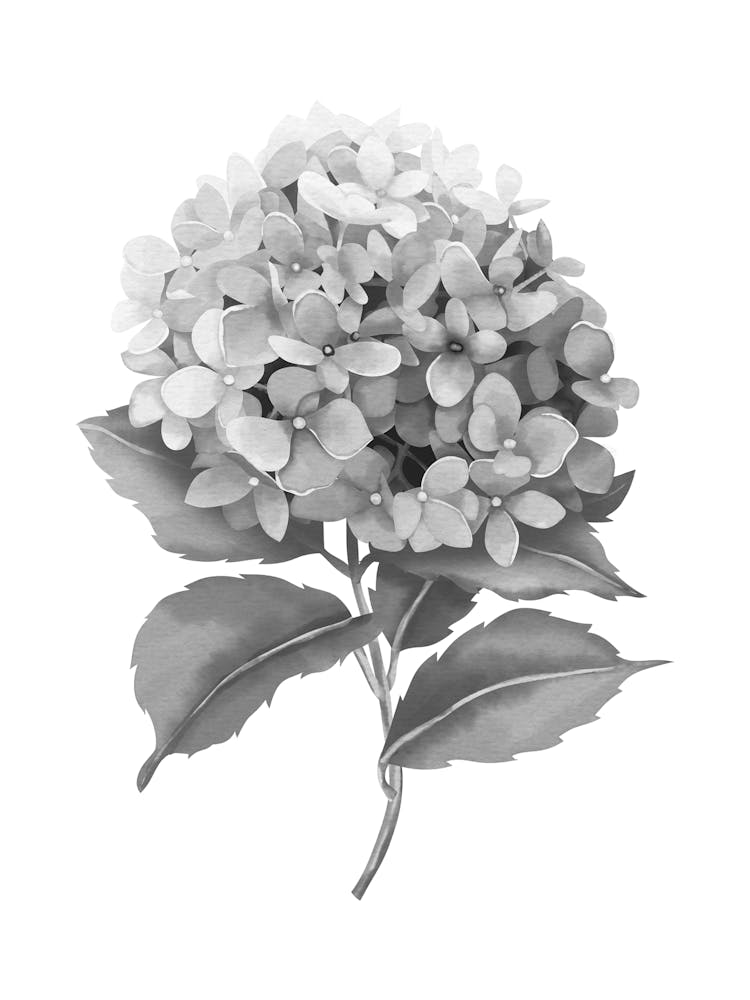 Hydrangea 1