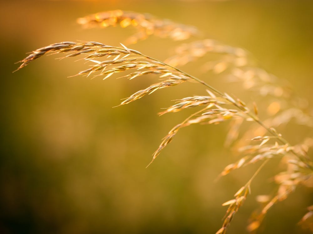 Close Up Of Yellow Grain // Nature Photography