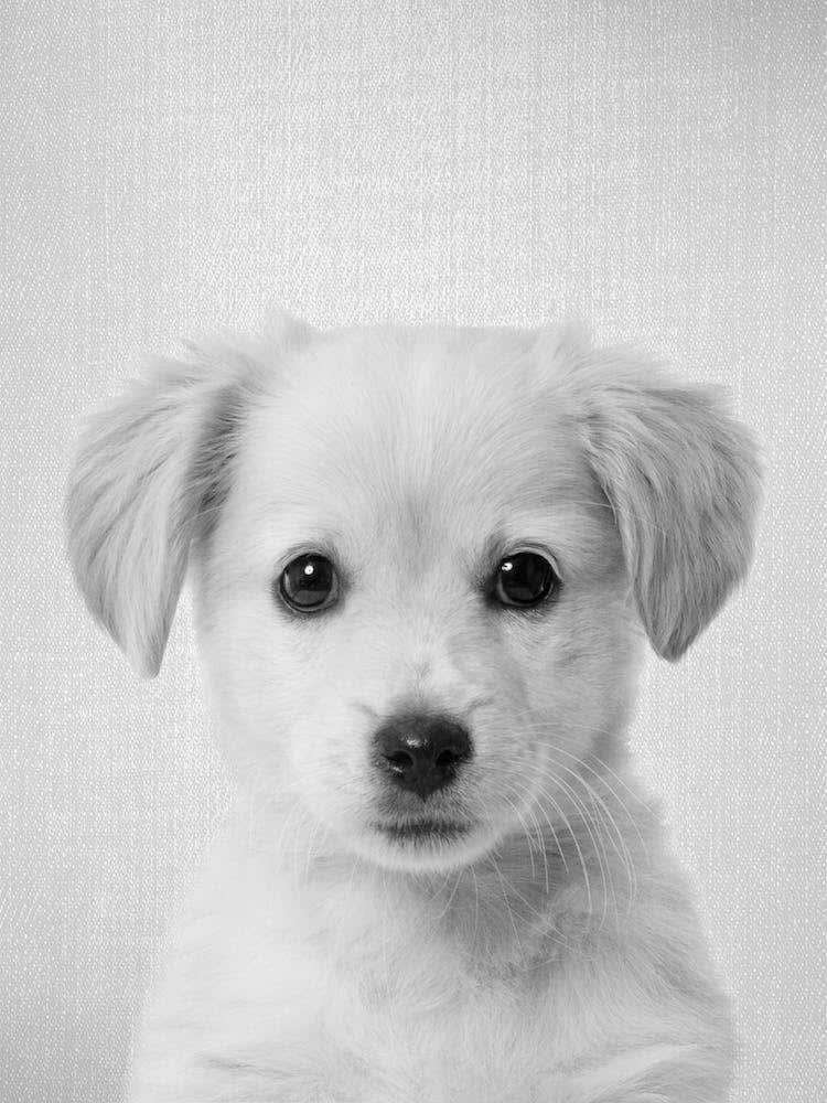 Golden Retriever Puppy - Black & White