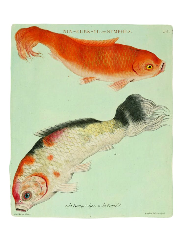 Koi Fish 1