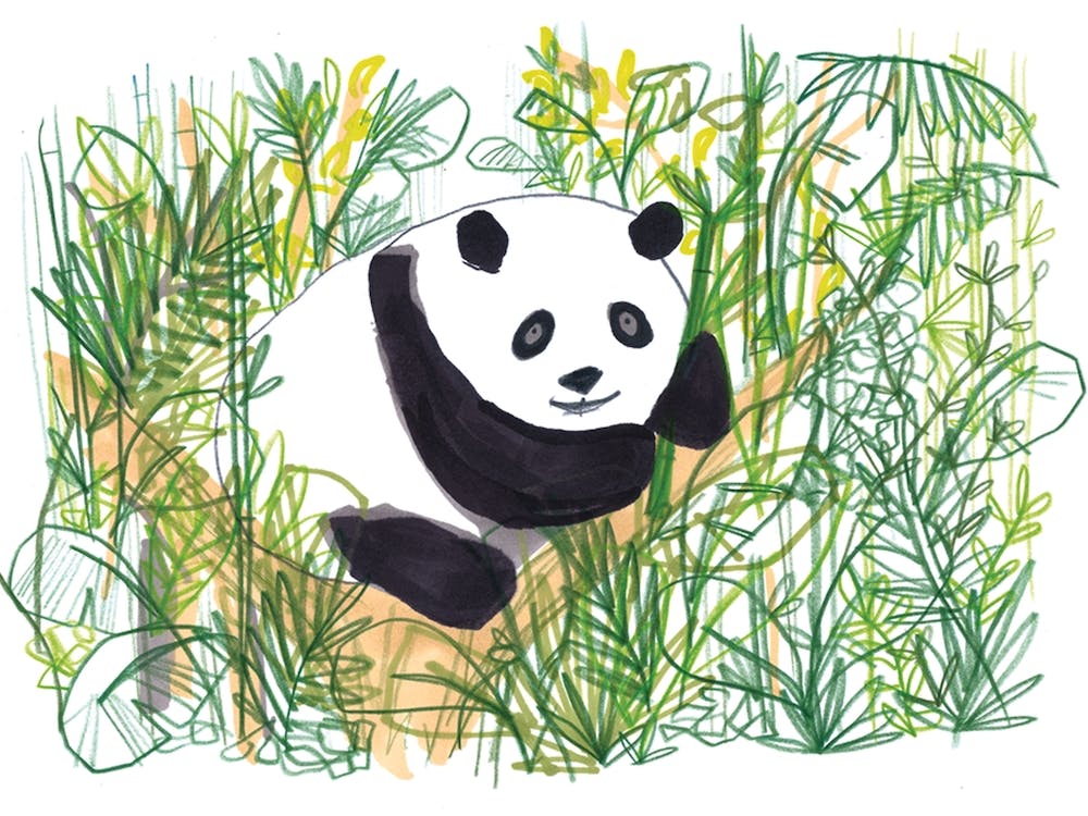 Dschungel-Panda