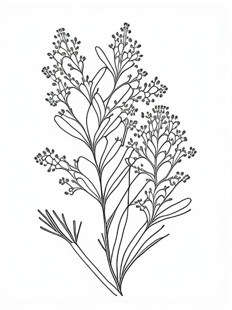 Shepherd S Purse Herb William Morris Inspired Line Drawing 3