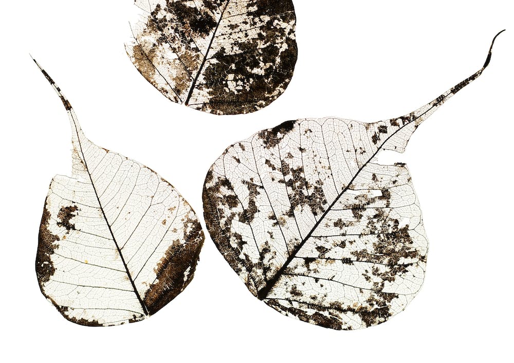 Fallen Leaves #0
