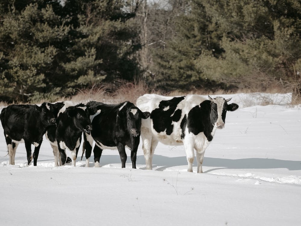 Snowy Winter Cows
