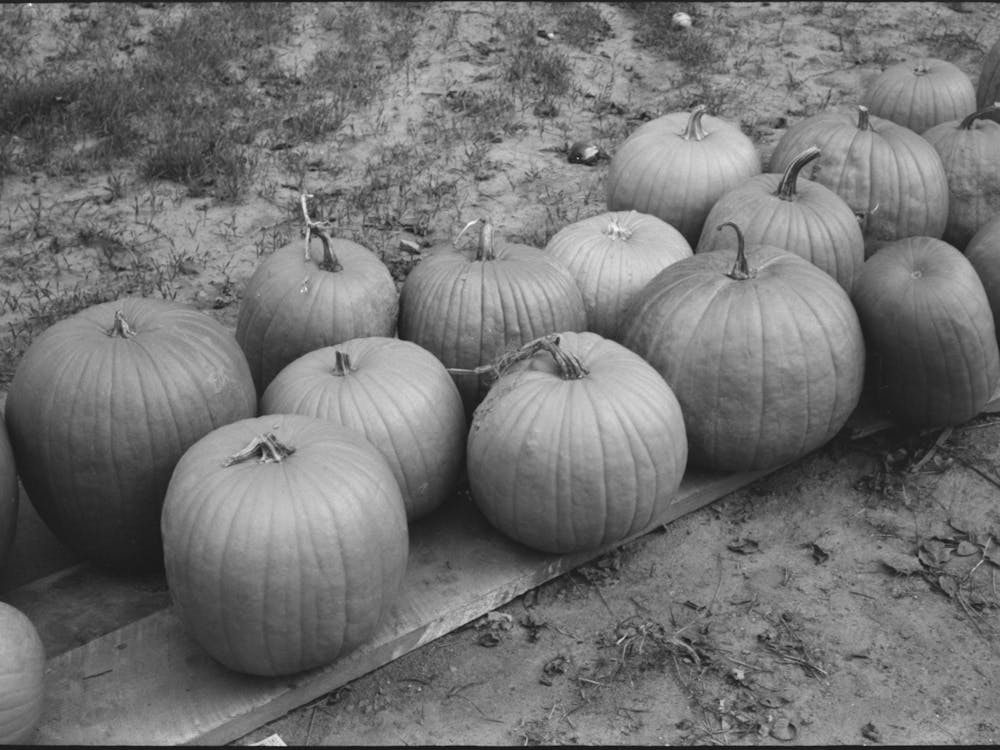 Pumpkins Near Berlin, Connecticut By Russell Lee