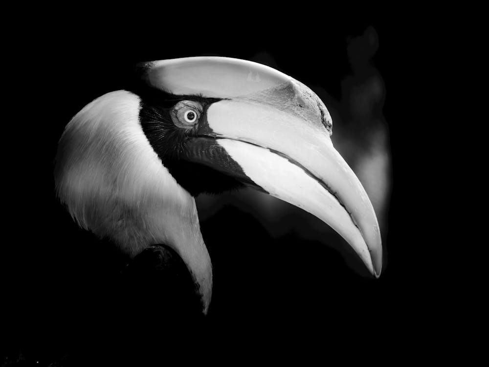 Black And White Hornbill