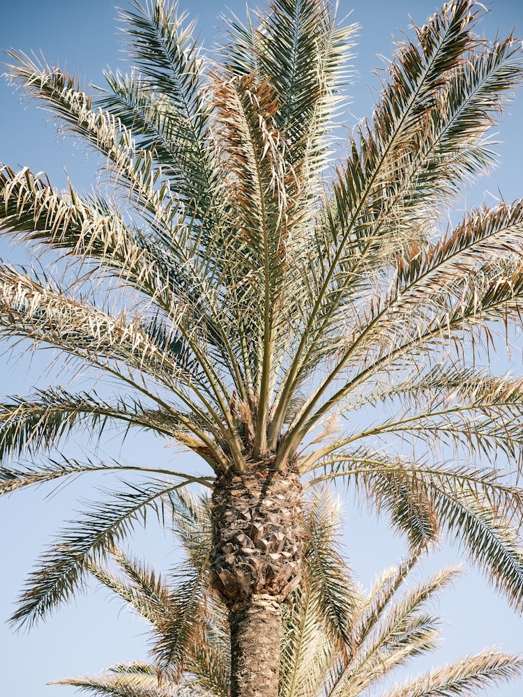 Palme in Ibiza // Ibiza Natur & Reisefotografie