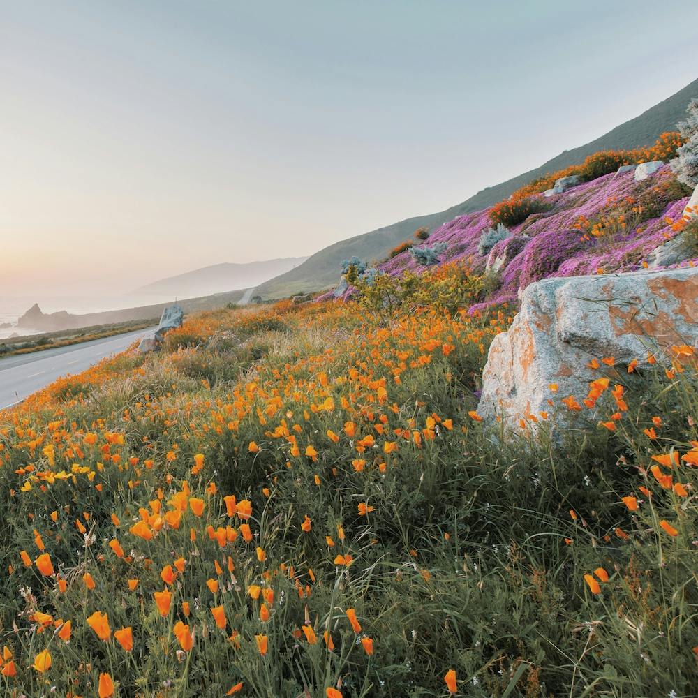 Oceanside Wildflowers