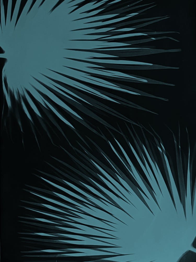 Teal black palm leaves