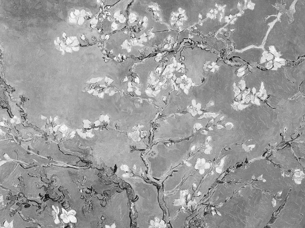 Blossoming Almond Tree