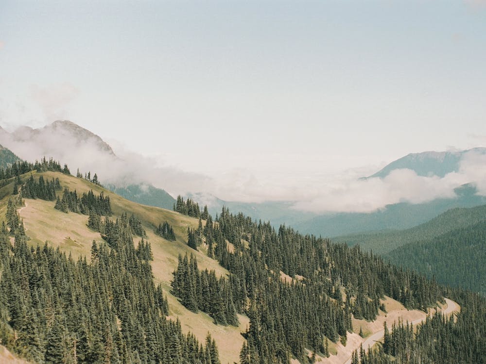 Mountain Forest View