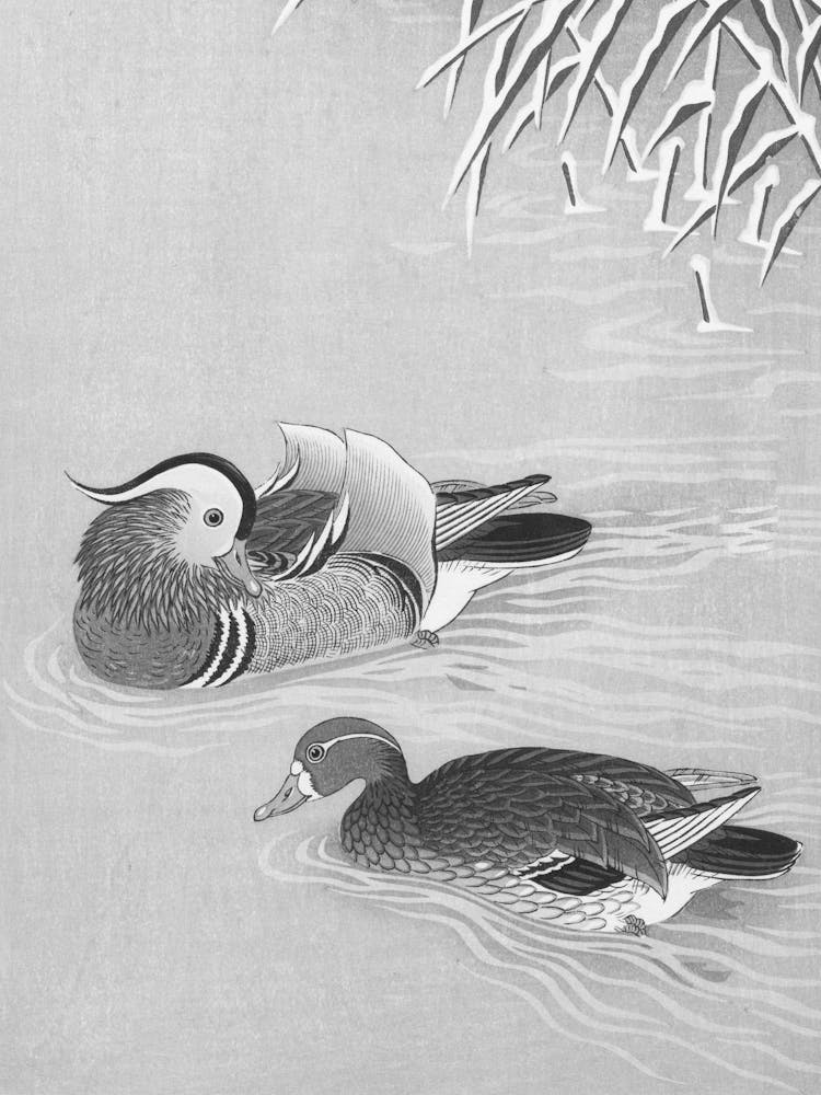 Two Ducks In Water