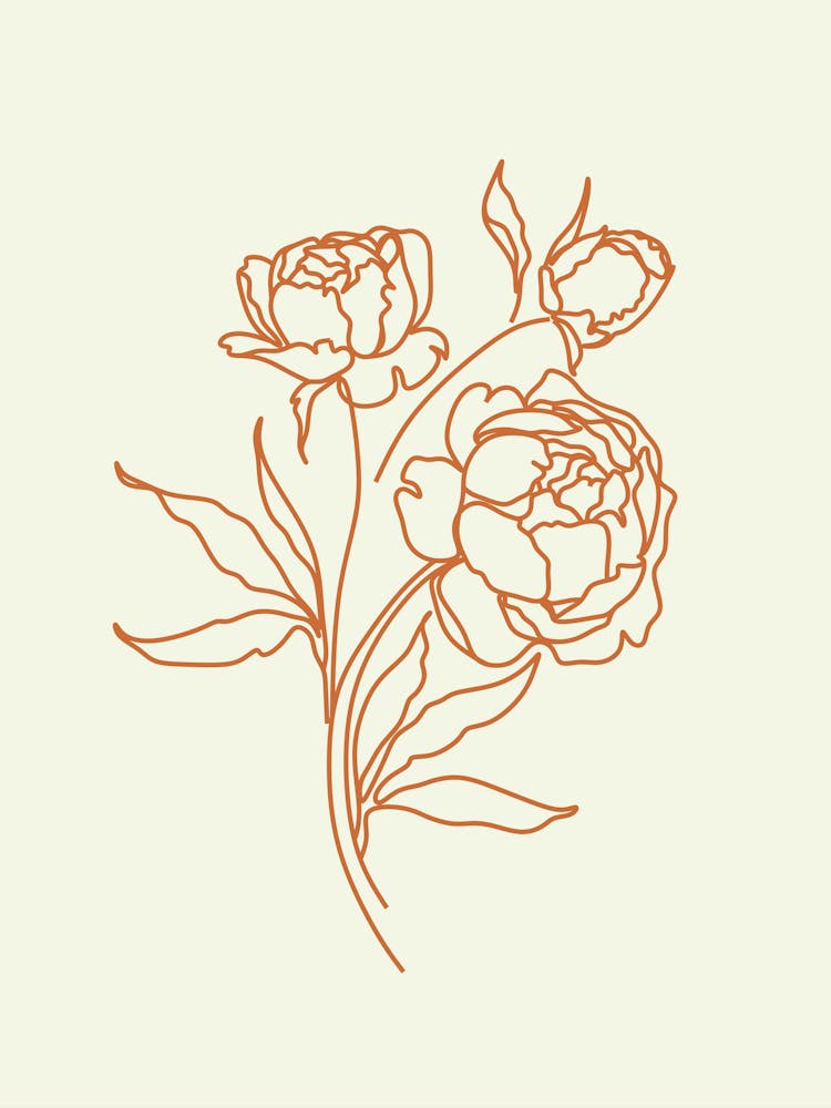 Peonies line art