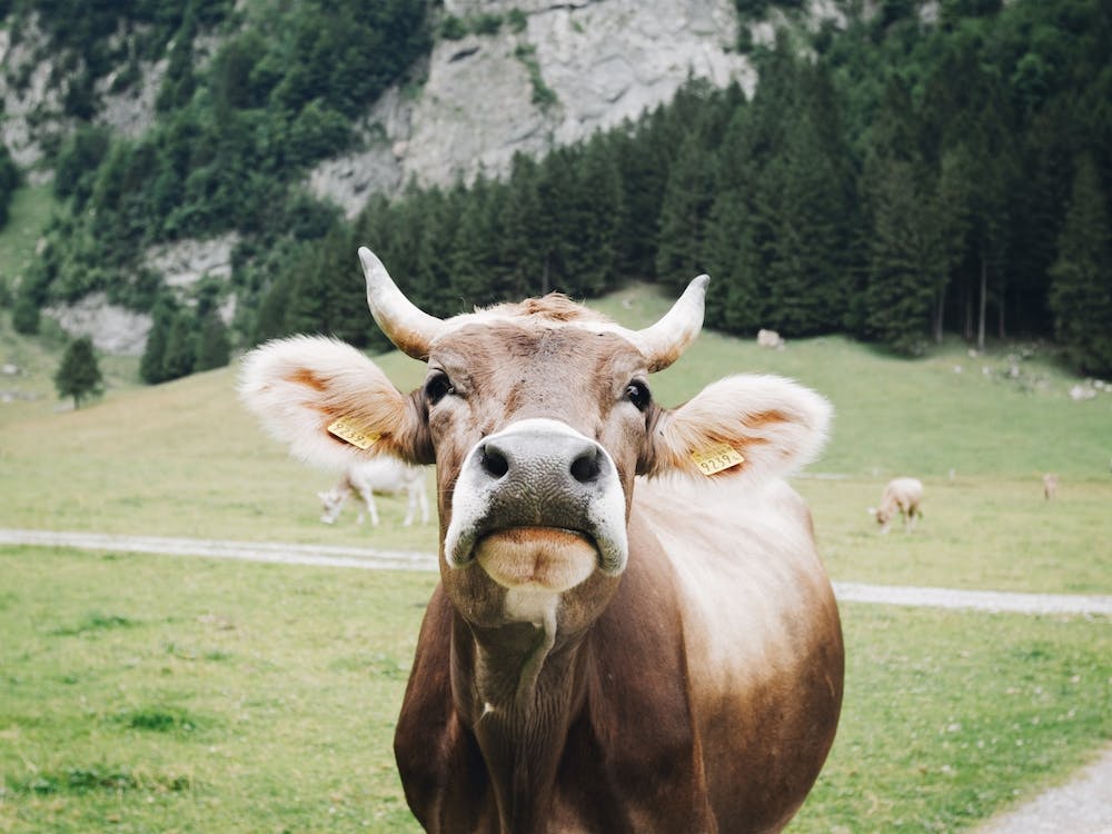Brown Swiss Cow