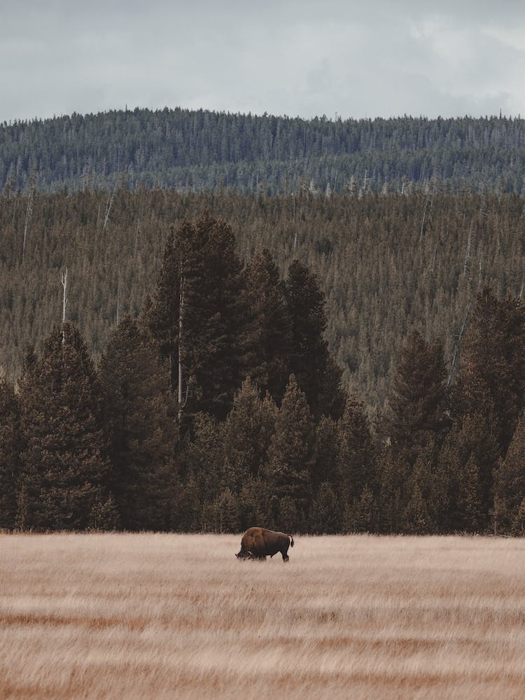 Bison In Meadow