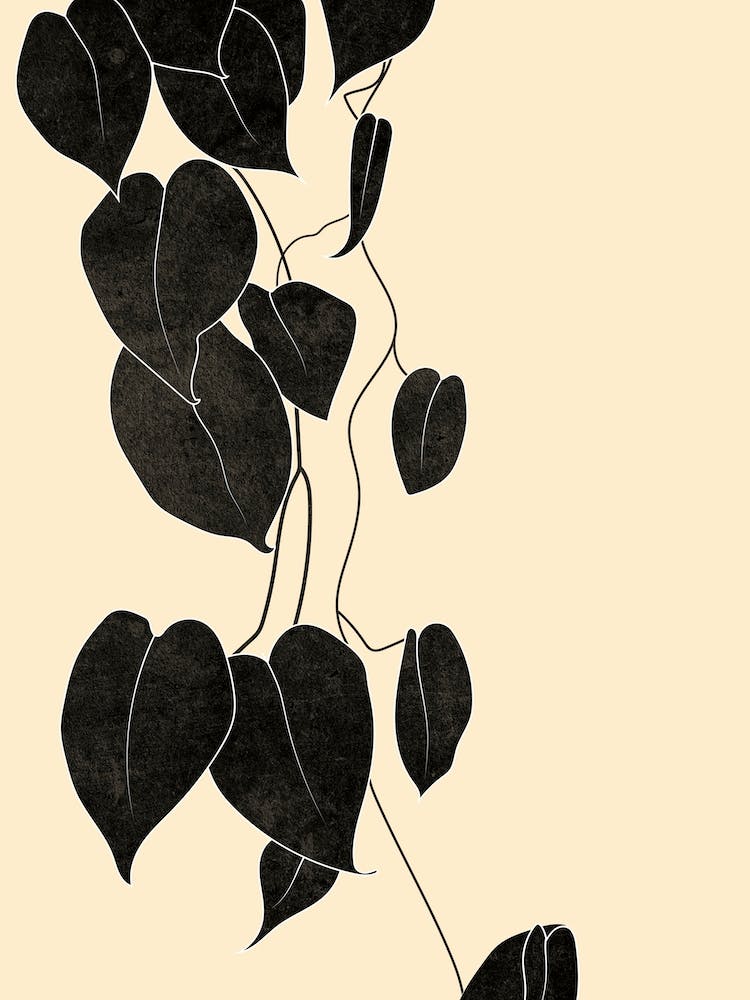 Philodendron Plant