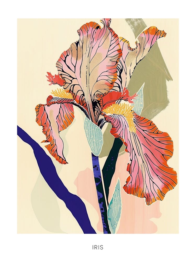 Colourful Flower Illustration Poster Iris 7