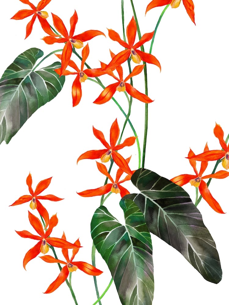 Bright Orchids