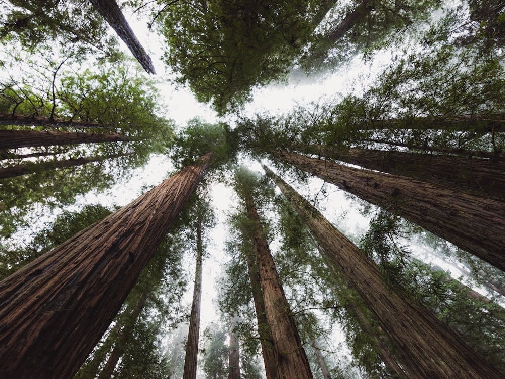 Redwood Forest Sky