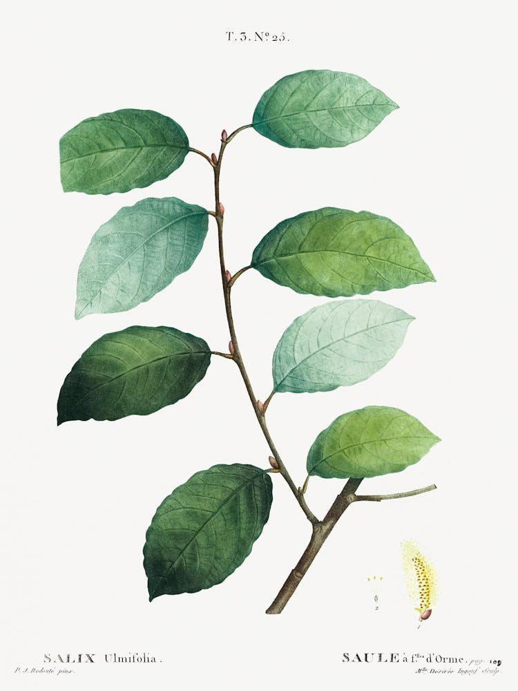 Eared Willow, Pierre Joseph Redoute