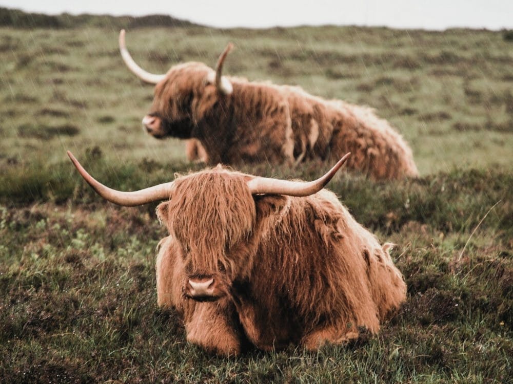 Highland Cattle Cow