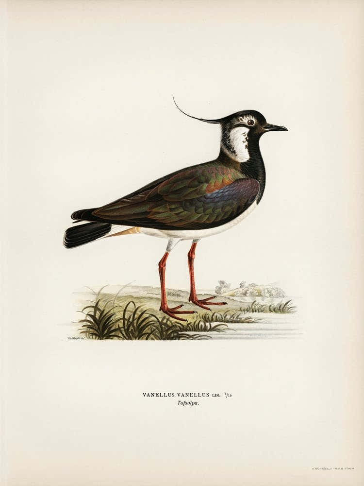 Northern Labwing (Vanellus Vanellus), The Von Wright Brothers