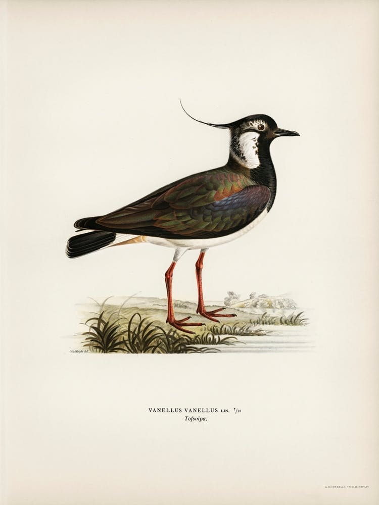 Northern Labwing (Vanellus Vanellus), The Von Wright Brothers