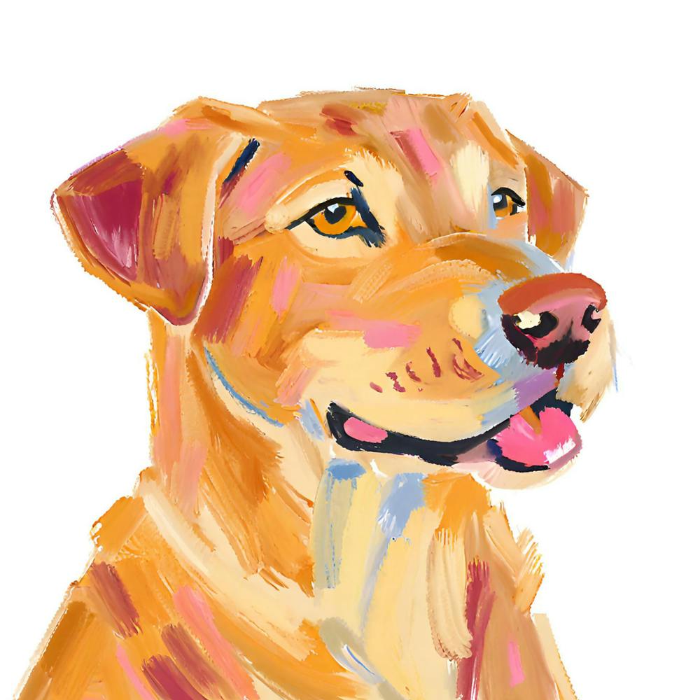 Labrador Retriever 01