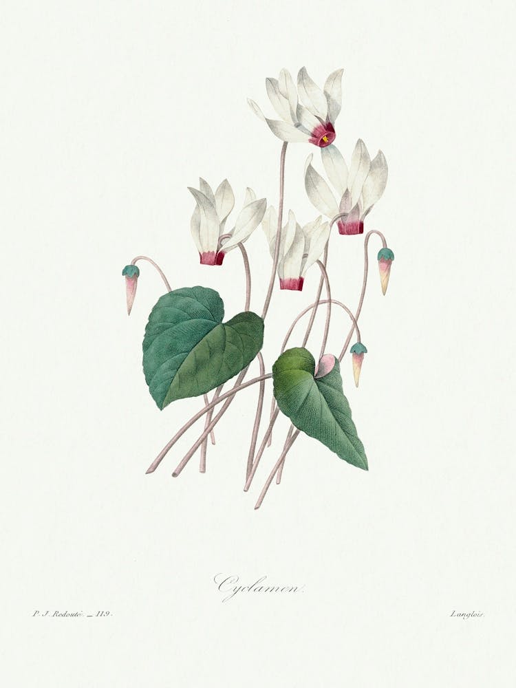 Cyclamen, Pierre Joseph Redoute