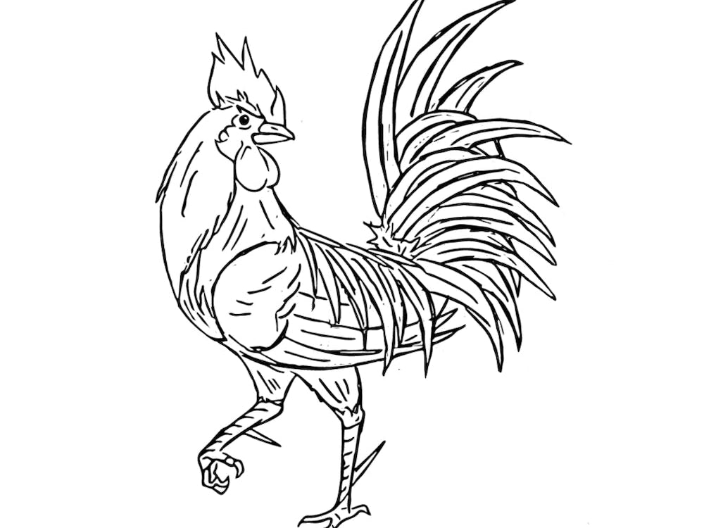 Rooster