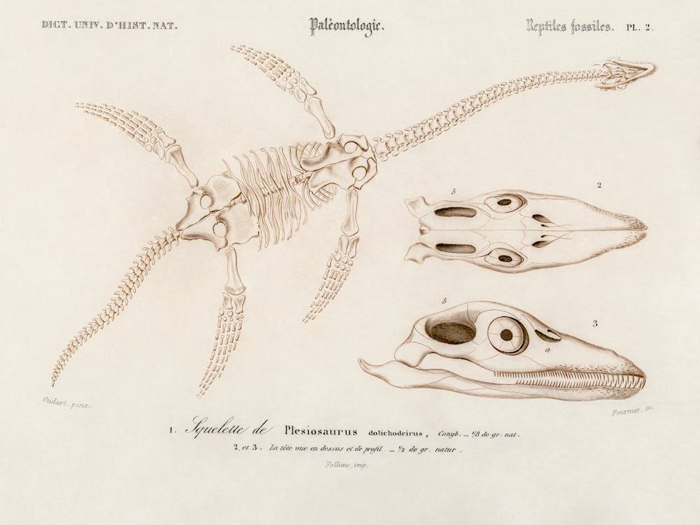 Plesiosaurus, Charles Dessalines D'Orbigny