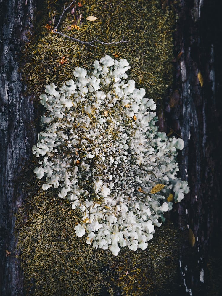 Moss On A Tree Trunk