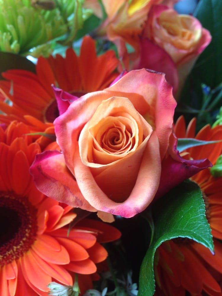 Sunrise Rose | Photography