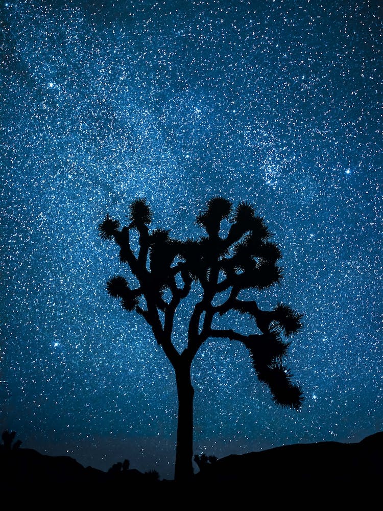 Joshua Tree National Park Stars