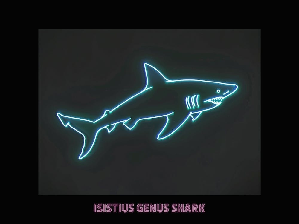 Requin du genre Isistius Rose Néon - Affiche 1